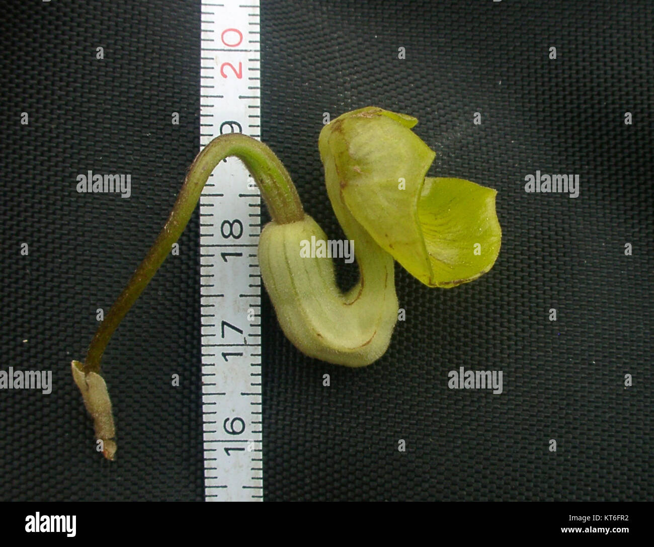 Aristolochia kaempferi, communément appelé la pipevine japonaise, est une plante à fleurs originaire d'Asie de l'est. Ses fleurs distinctives sont connues pour leur forme et leur couleur uniques, ce qui en fait un sujet d'intérêt botanique. Banque D'Images