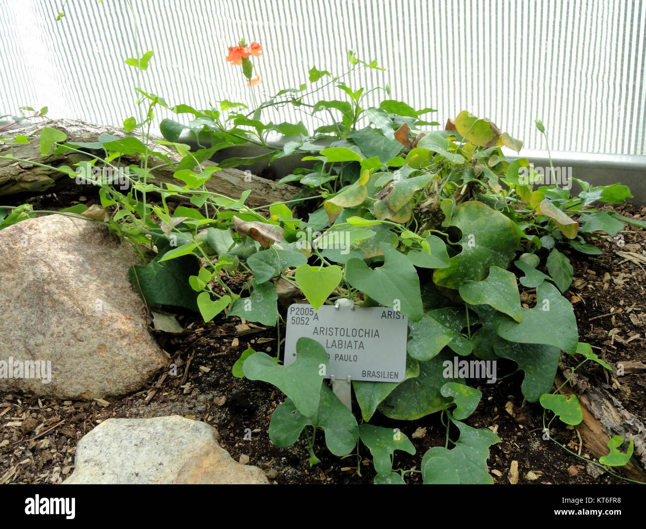 Aristolochia labiata est une espèce de plante à fleurs exposée au jardin botanique de Copenhague, connue pour ses fleurs tubulaires distinctives et son apparence unique. Banque D'Images