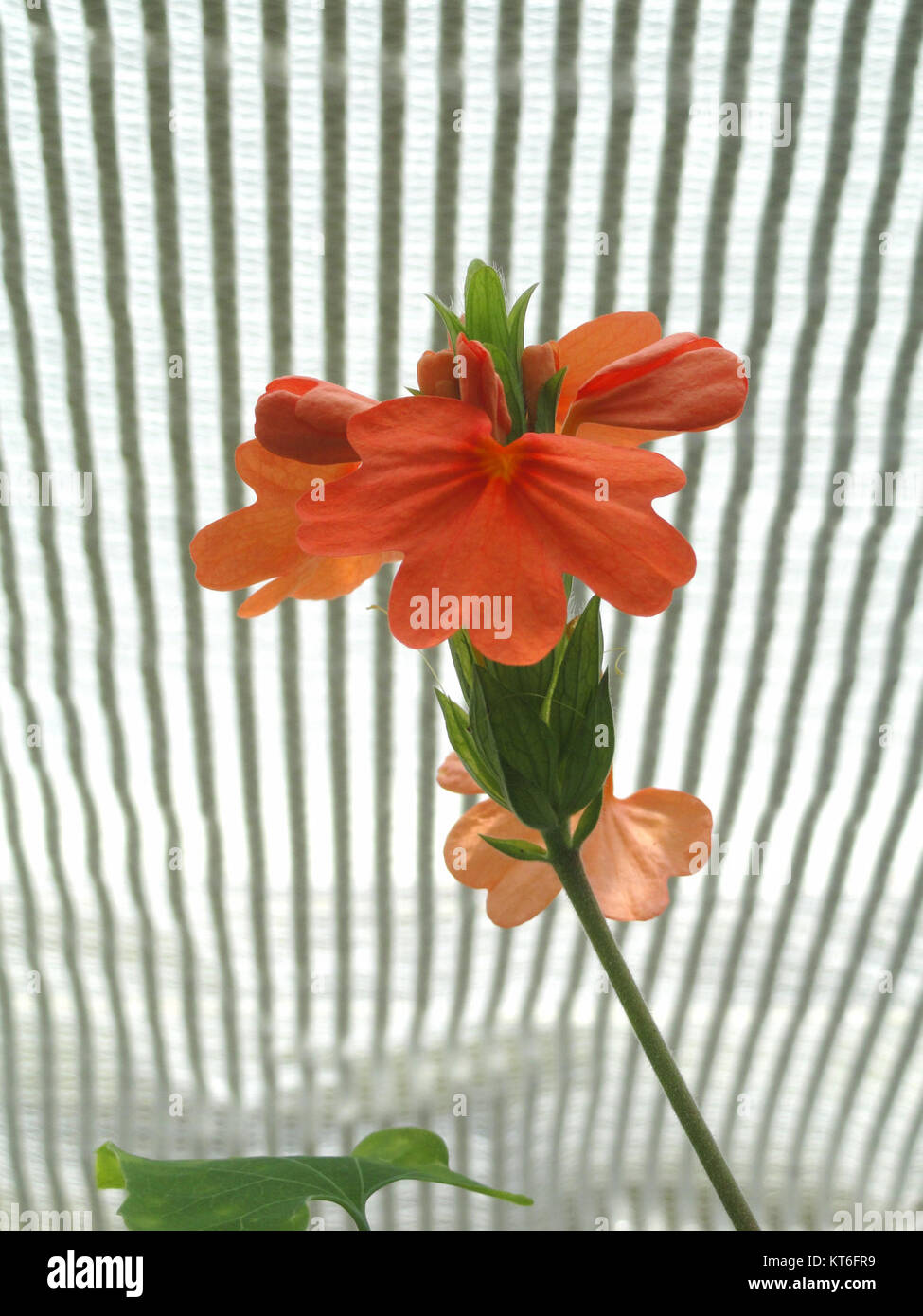 Aristolochia labiata est une espèce végétale unique trouvée dans le jardin botanique de Copenhague, connue pour sa forme florale distinctive et son intérêt botanique. Banque D'Images