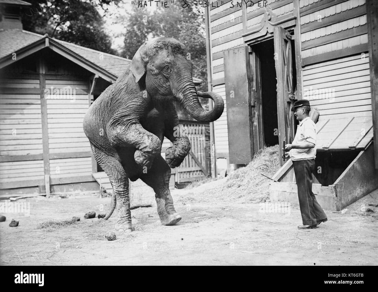 Cette image représente Hattie, l'éléphant, et Bill Snyder, une figure importante qui lui est associée. L'image capture un moment historique de l'histoire de l'éléphant et de sa relation avec Snyder. Banque D'Images