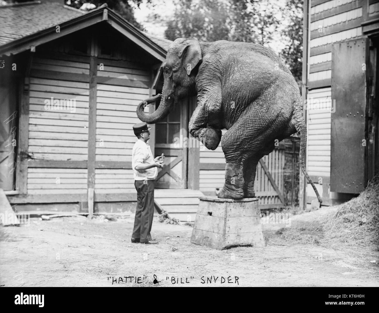 Ce titre fait référence à une image ou à une histoire sur un éléphant nommé Hattie et Bill Snyder, peut-être dans un contexte historique ou de divertissement. Plus de détails permettraient de clarifier le contexte. Banque D'Images