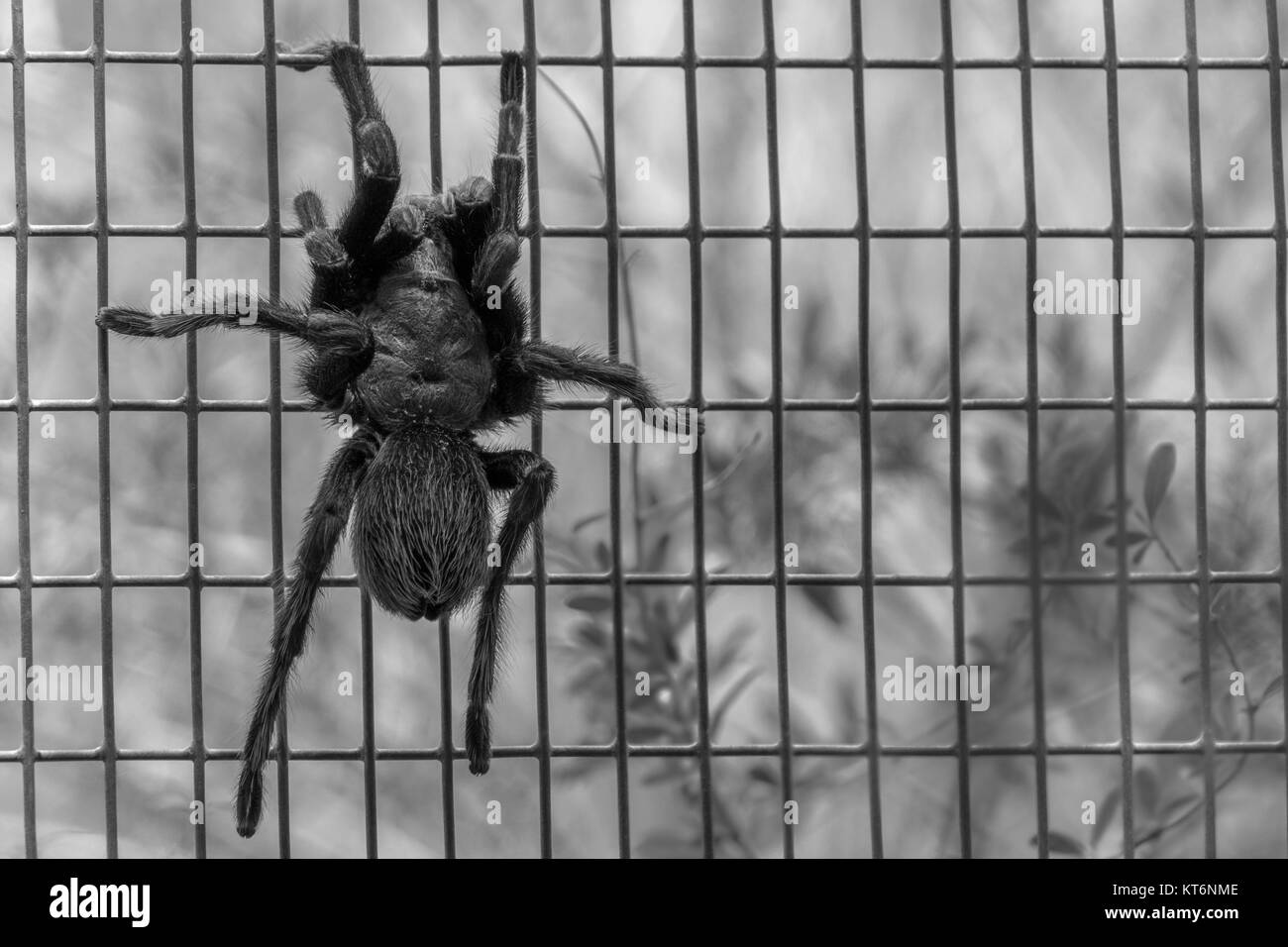 Effrayant, le Furry Tarantula au désert de Sonora Museum près de Tucson Banque D'Images