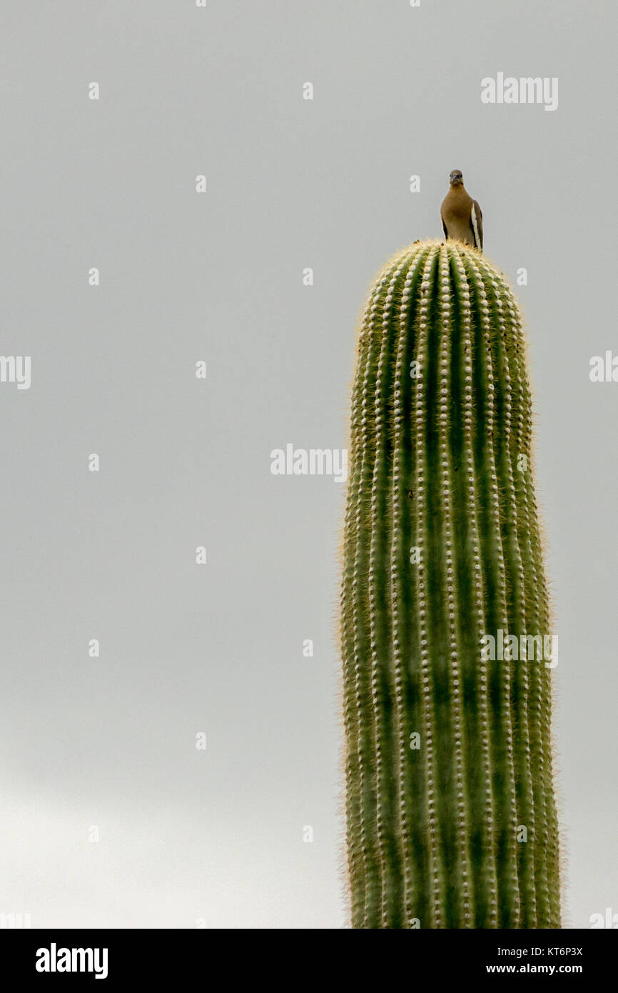 Une seule tourterelle triste au sommet d'un grand cactus Saguaro Banque D'Images