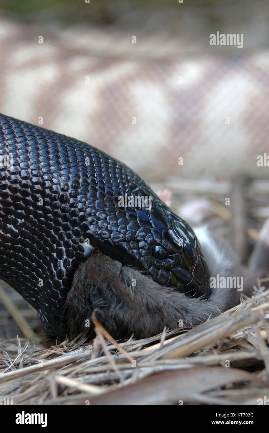 Python à tête noire australienne, Aspidites melanocephalus, avalant un rat noir, Rattus rattus Banque D'Images