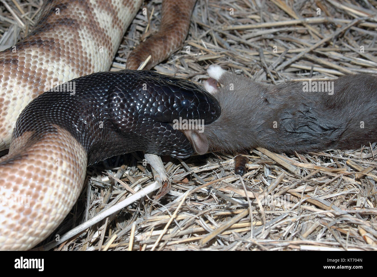 Python à tête noire australienne, Aspidites melanocephalus, avalant un rat noir, Rattus rattus Banque D'Images