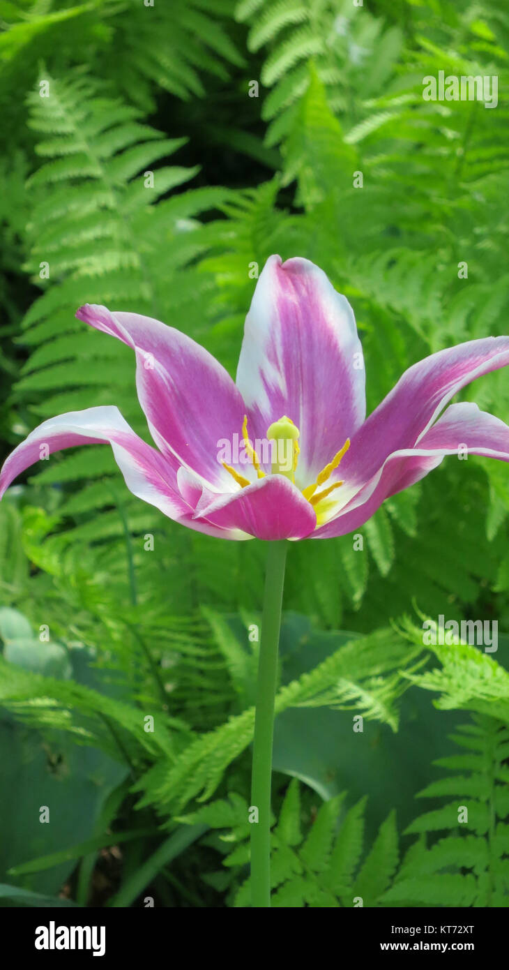 Tulipes violet et blanc Banque D'Images