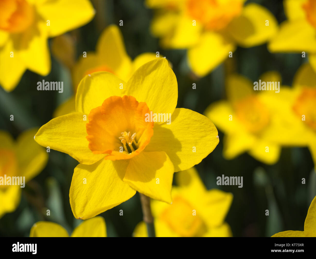 Jonquilles jaune jusqu'fermer Banque D'Images