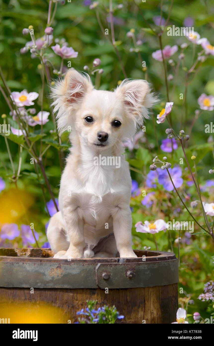 Long haired white chihuahua dog Banque de photographies et d'images à haute  résolution - Alamy