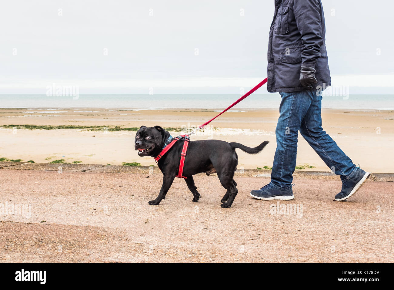 Happy smiling black Staffordshire Bull Terrier balade avec son maître le long d'une promenade en hiver. Il porte un faisceau rouge. Banque D'Images