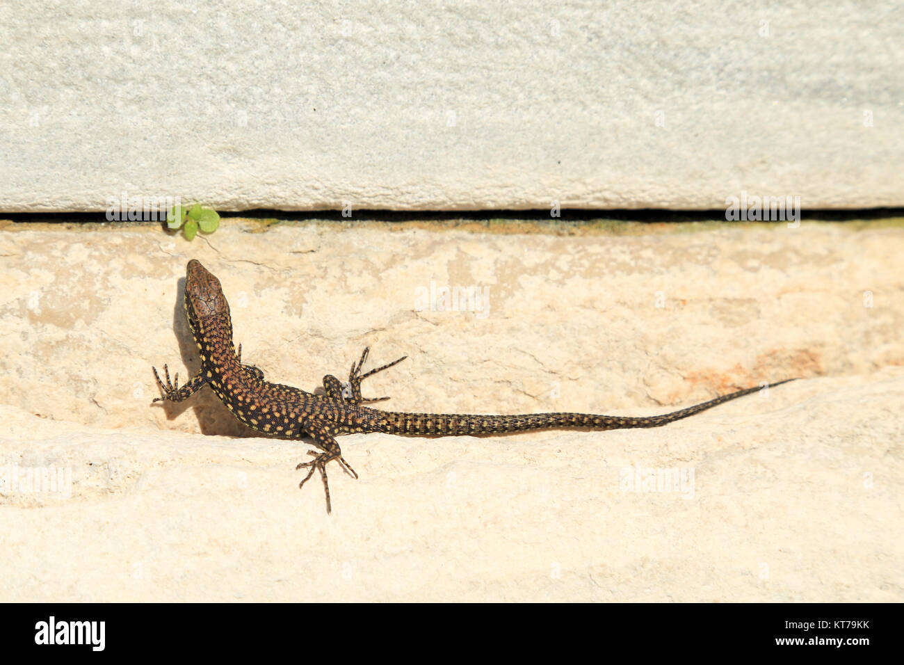 Lézard des murailles (Podarcis muralis) Banque D'Images
