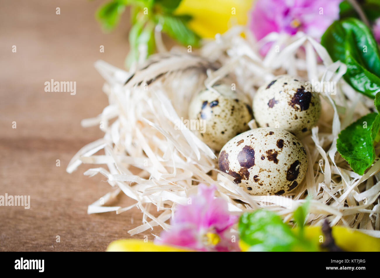 La composition des œufs de Pâques et de fleurs de printemps. Banque D'Images