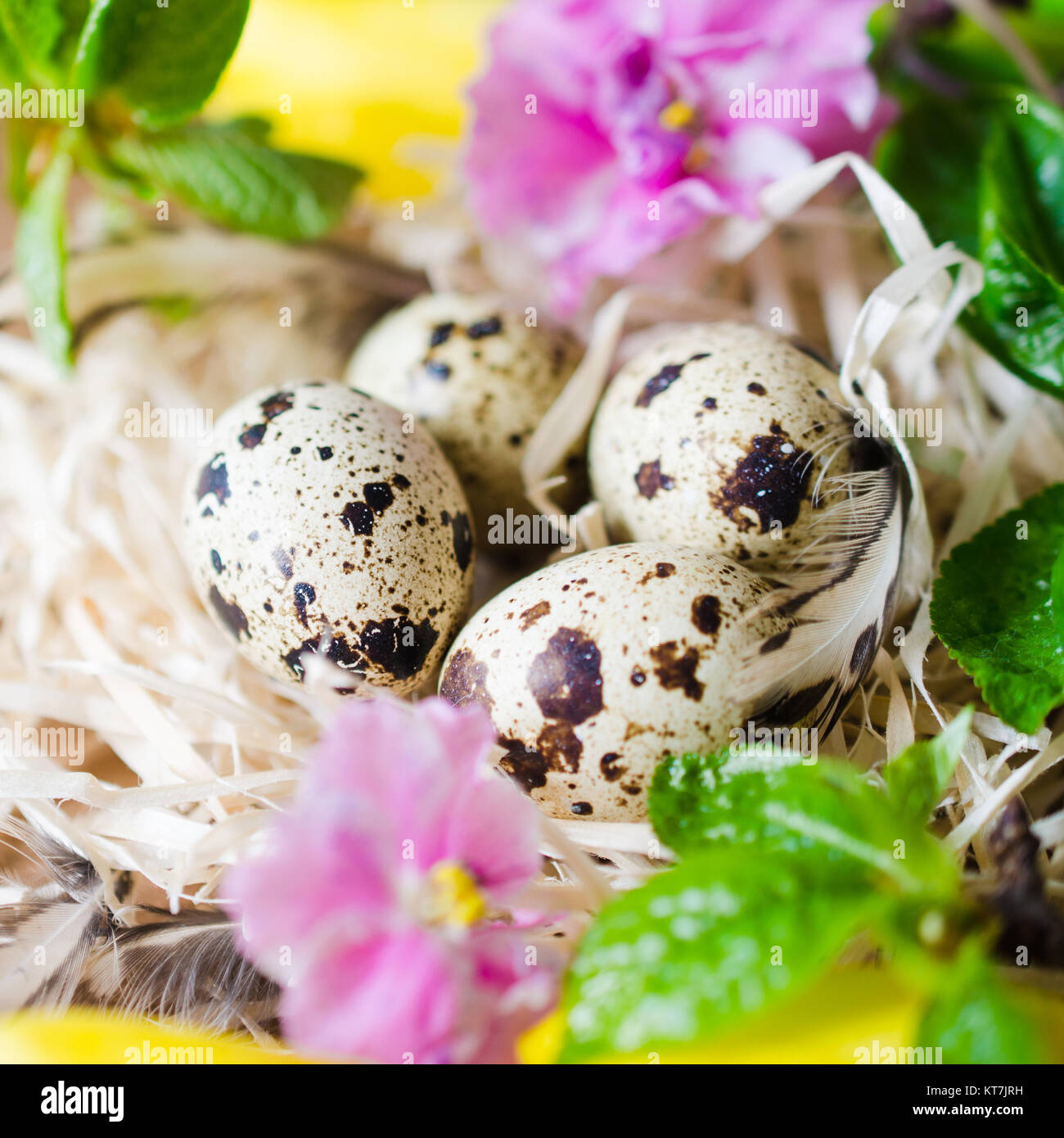 La composition des œufs de Pâques et de fleurs de printemps. Banque D'Images