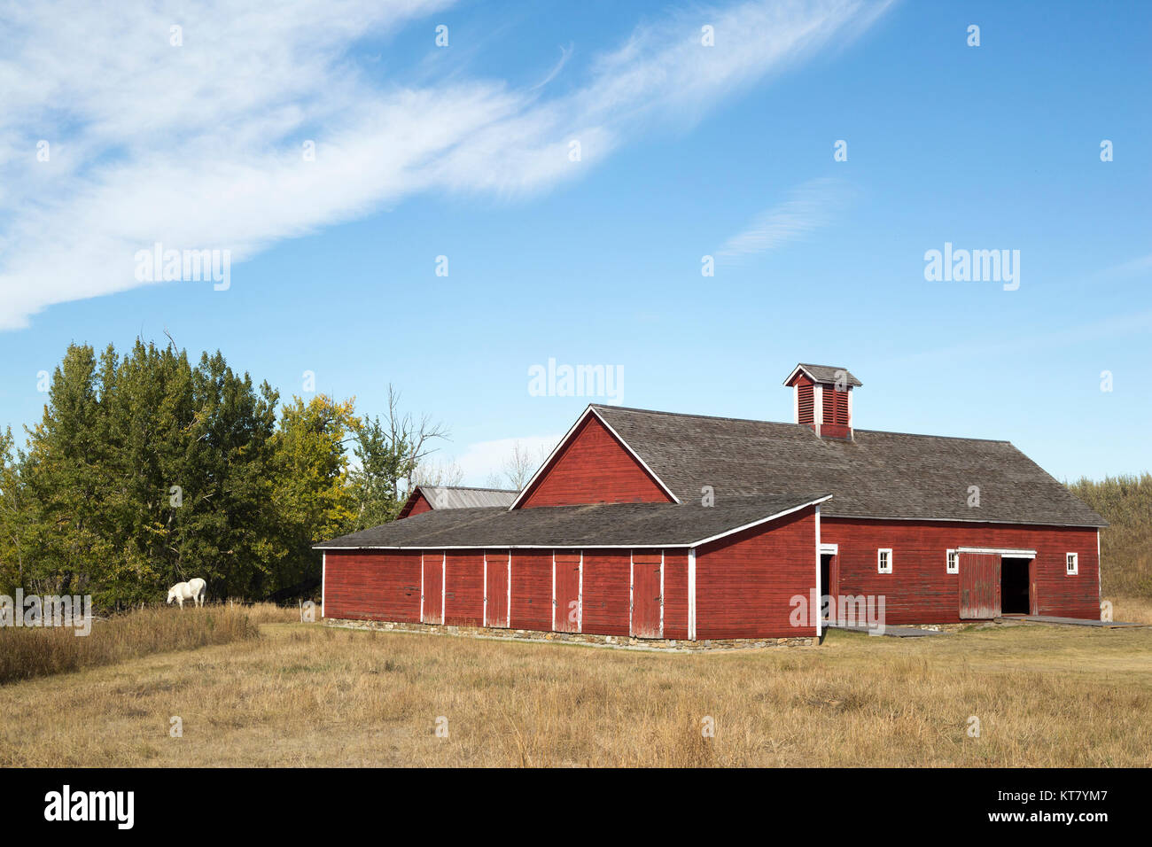 De 1909 à 1919, on a utilisé la grange à chevaux-tiges du lieu historique national du Ranch-Bar U en Alberta pour une exploitation de reproduction de chevaux Percheron. Banque D'Images