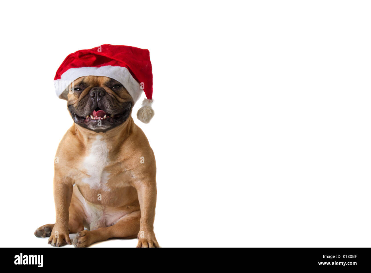 Bouledogue français à Noël et nouvel an concept sur fond blanc Banque D'Images