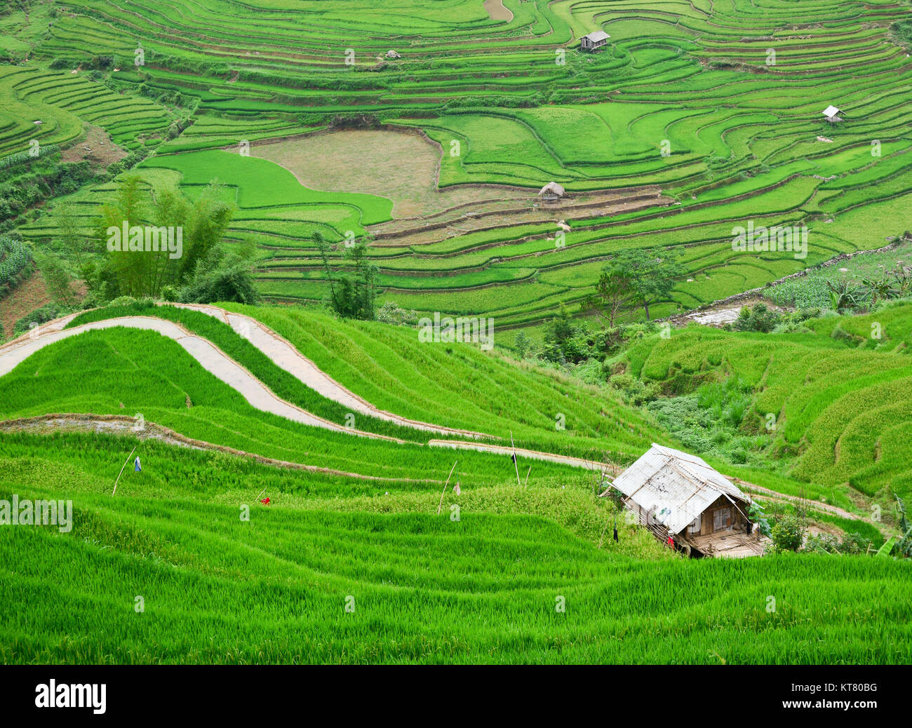 Paysage de rizières en terrasses à l'été à Sapa, Vietnam. Le riz en ...