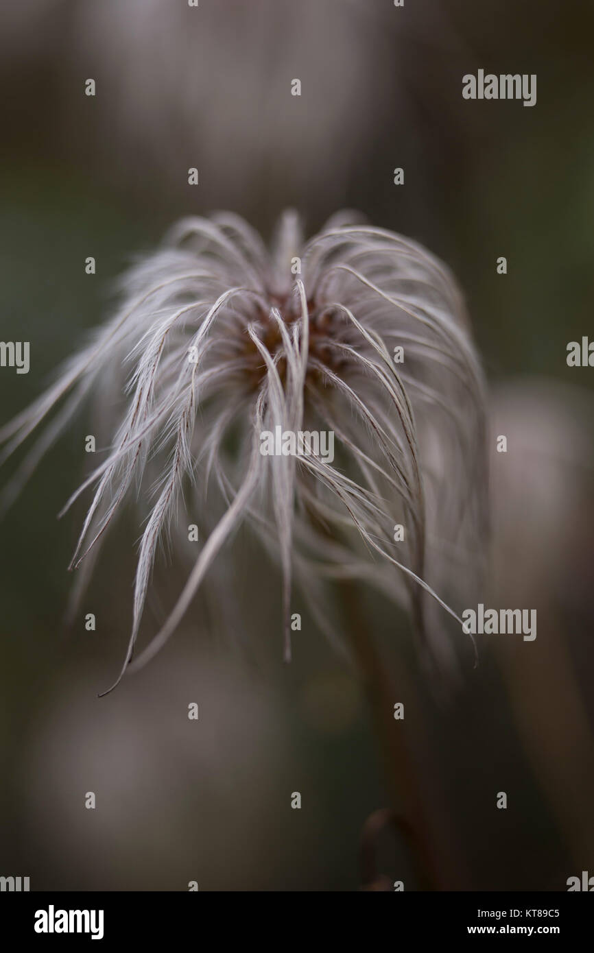 Clematis seedhead Banque D'Images
