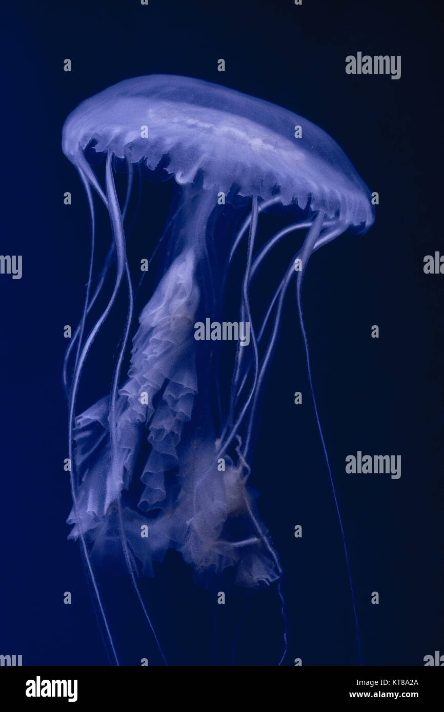 Méduse de lune Banque D'Images