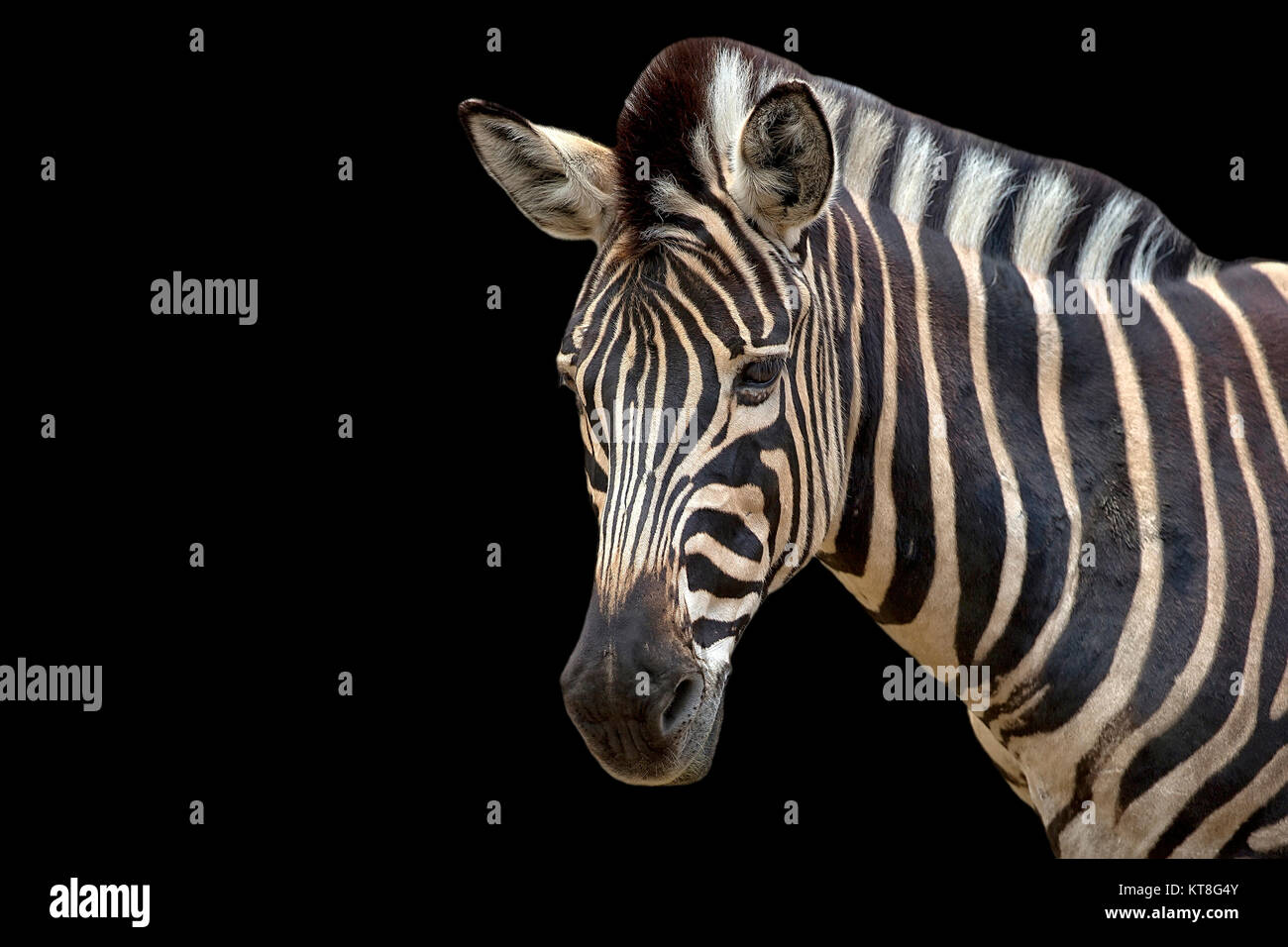 Zebra sur fond noir, un portrait Banque D'Images