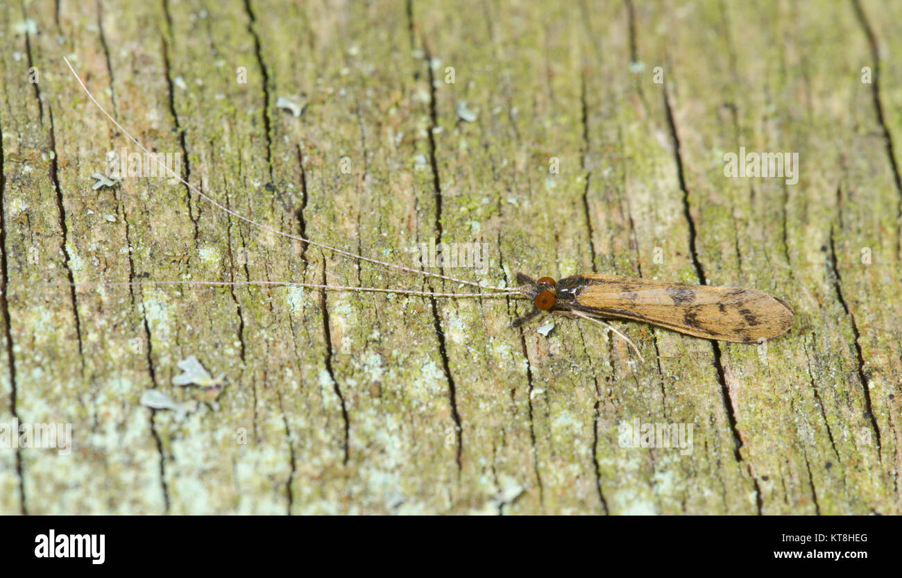 Longicorne phrygane (Mystacides longicornis) Sussex, UK Banque D'Images