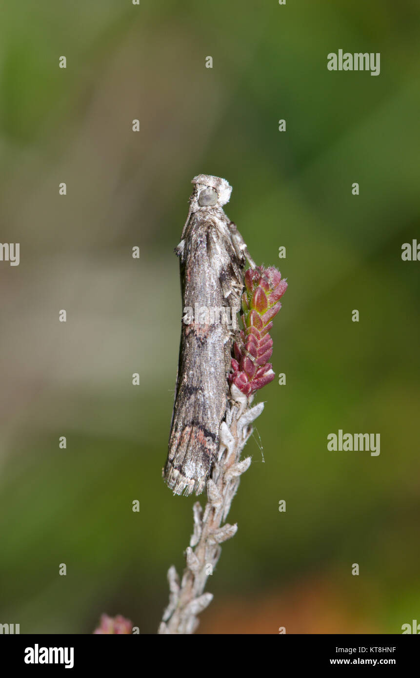 Papillons de nuit britanniques Banque de photographies et d'images à haute  résolution - Alamy