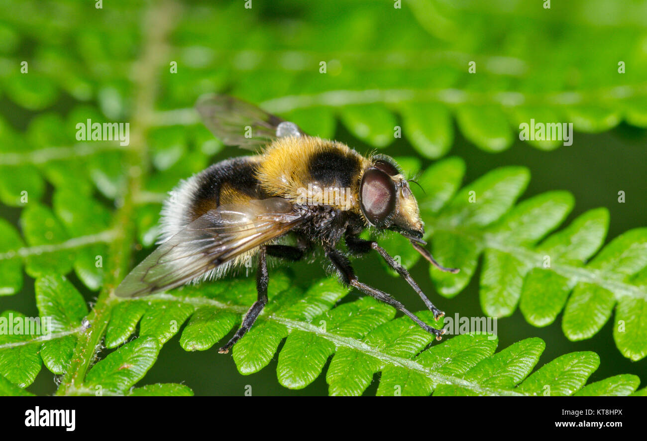 Le mimétisme Batesian Hoverfly (Volucella bombylans var plumata) Vue de côté. Sussex, UK Banque D'Images