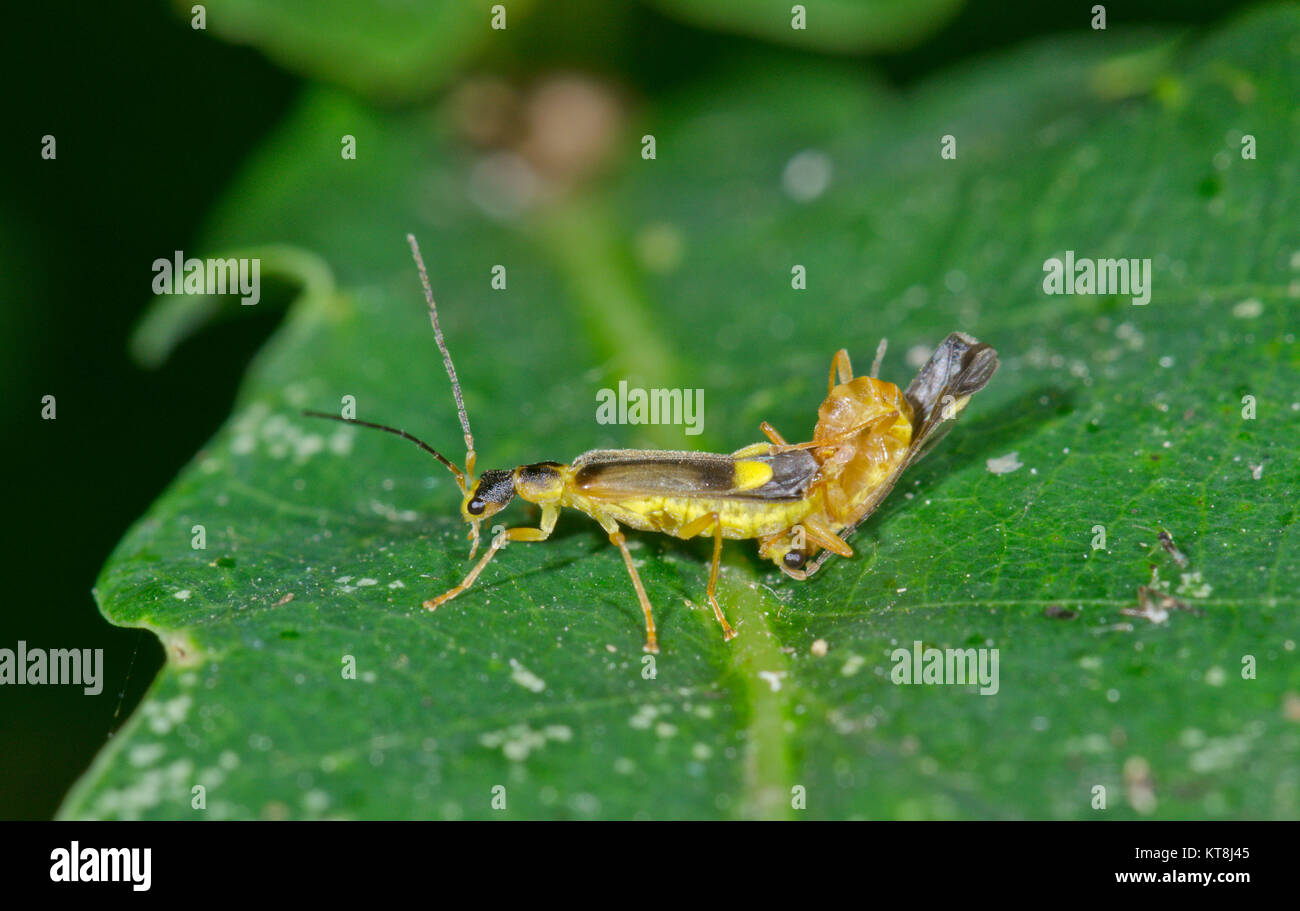 Malthinus seriepunctatus les coléoptères. Soldat couplé Sussex, UK Banque D'Images