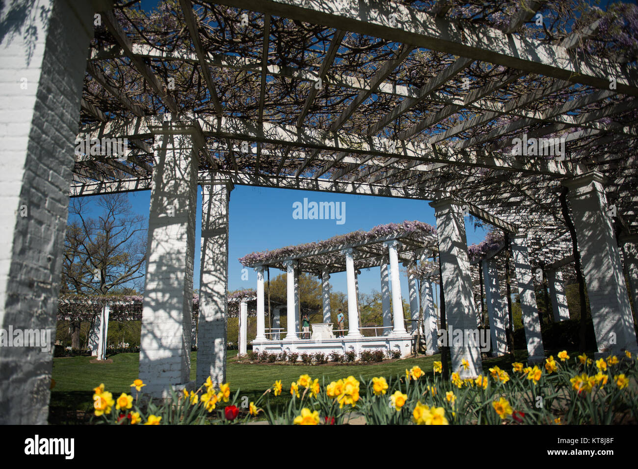 La glycine de vignes poussent sur haut de la James R. Tanner Amphitheater de jonquilles poussent dans le lit de fleur ci-dessous à l'article 26 du Cimetière National d'Arlington, le 15 avril 2016 à Arlington, Va., le cimetière est de 624 acres sont un mélange unique de paysages formels et informels, avec plus de 8 600 arbres indigènes et exotiques. (U.S. Photo de l'armée par Rachel Larue/Arlington National Cemetery/libérés) Banque D'Images