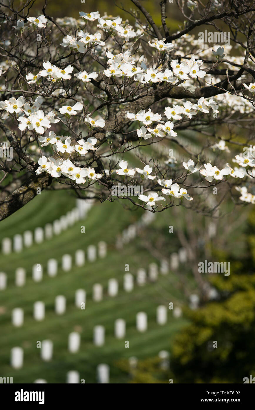 Un arbre Cornouiller d'algues dans la section 4 du Cimetière National d'Arlington, le 15 avril 2016 à Arlington, Va., le cimetière est de 624 acres sont un mélange unique de paysages formels et informels, avec plus de 8 600 arbres indigènes et exotiques. (U.S. Photo de l'armée par Rachel Larue/Arlington National Cemetery/libérés) Banque D'Images