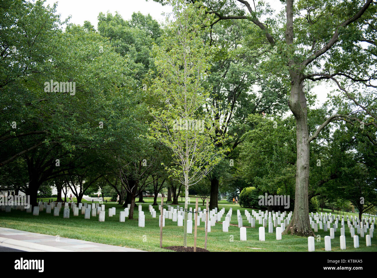 Un arbre commémoratif pour l'Association des pilotes d'hélicoptère du Vietnam se trouve près de l'Amphithéâtre Memorial dans le Cimetière National d'Arlington, le 10 août 2015. L'arbre est situé à l'extérieur de Memorial Drive. (U.S. Photo de l'armée par Rachel Larue) Banque D'Images