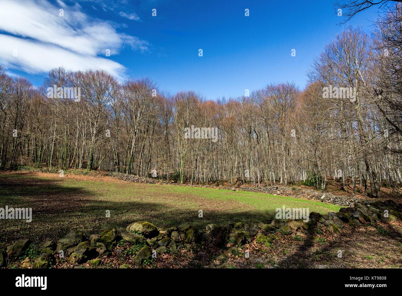 Vue de La Fageda den Jorda, une forêt de hêtres, dans le Parc Naturel de la Zone Volcanique de la Garrotxa, à Olot, Espagne Banque D'Images