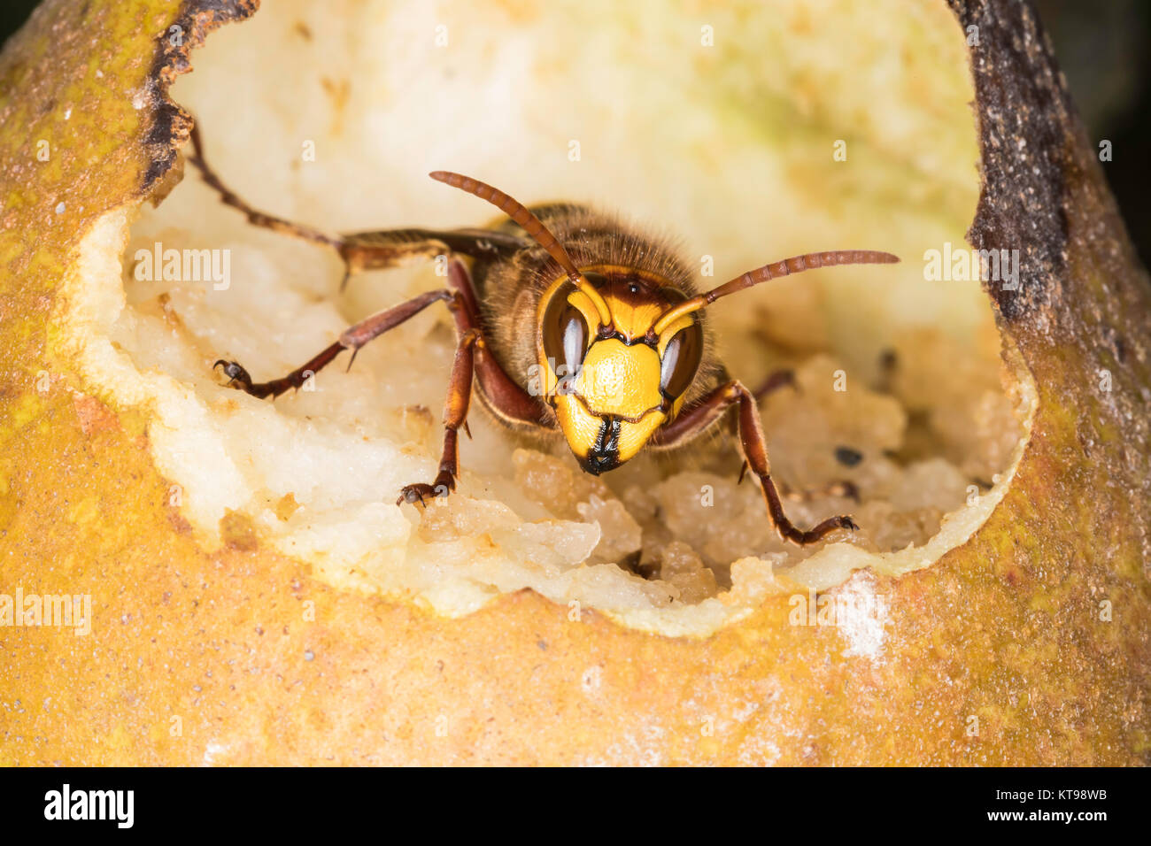 Hornet dans une poire à moitié mangé dans l'automne Banque D'Images
