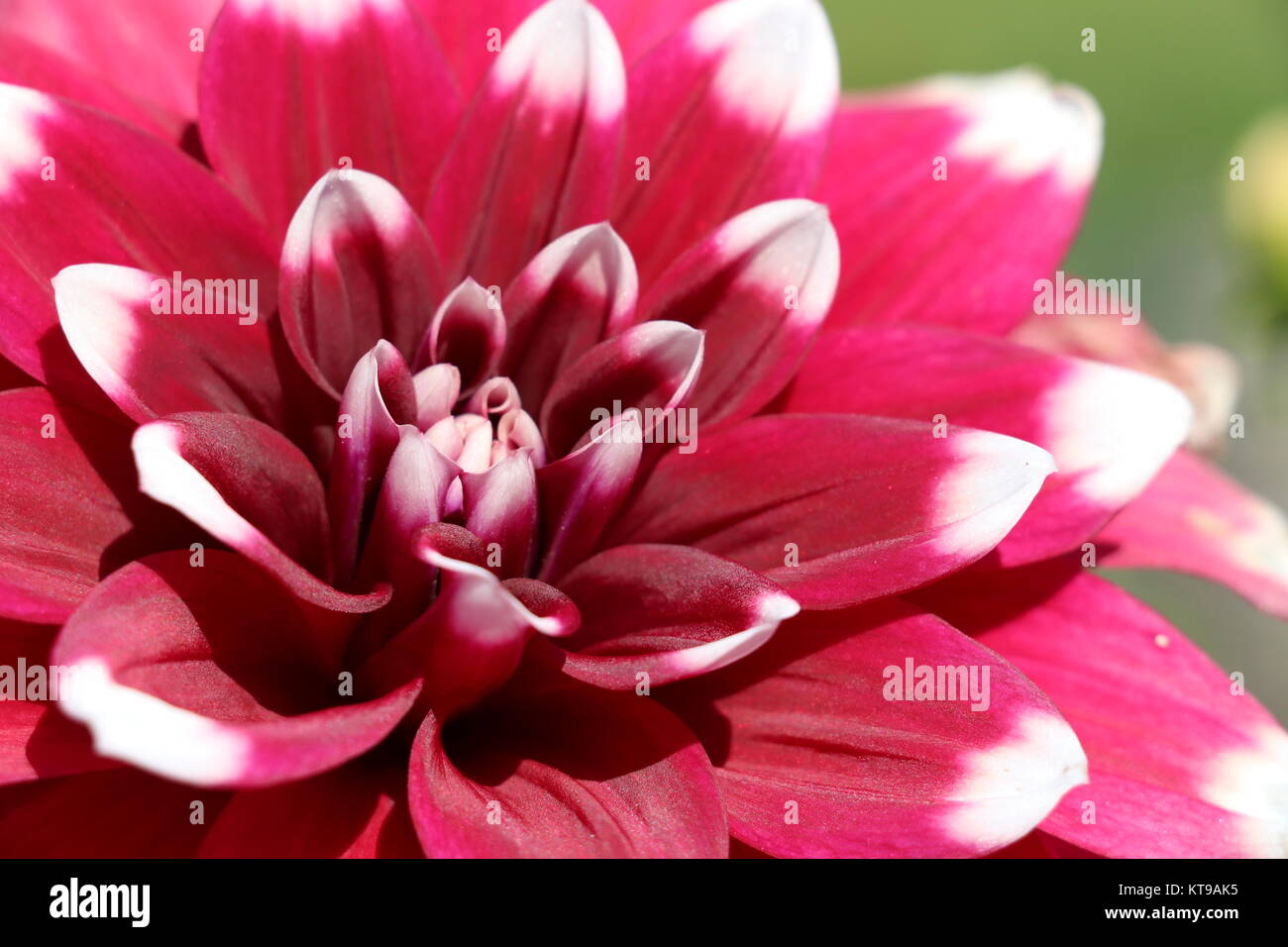 Fleur dahlia pinnata merveilleux Banque D'Images