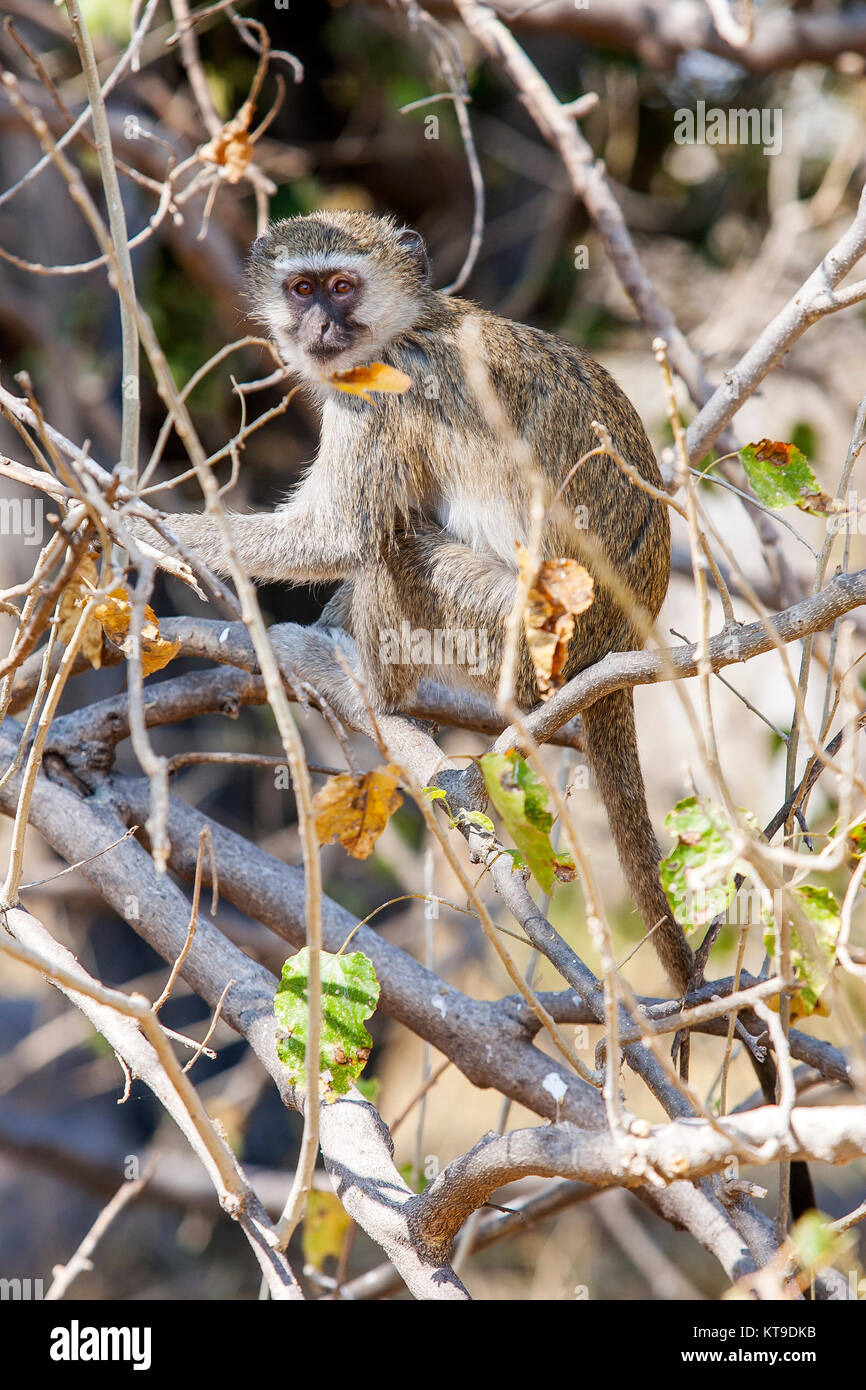 Un singe, Moremi, Botswana Banque D'Images