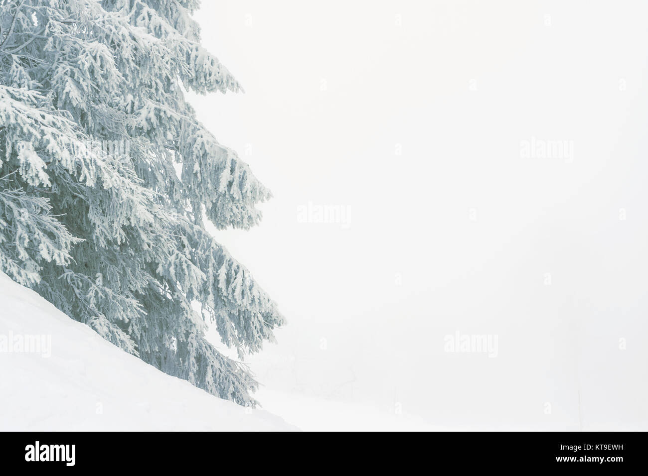 Un sapin enneigé et congelé dans une atmosphère brumeuse avec un grand et copie claire de l'espace sur sa droite. Banque D'Images