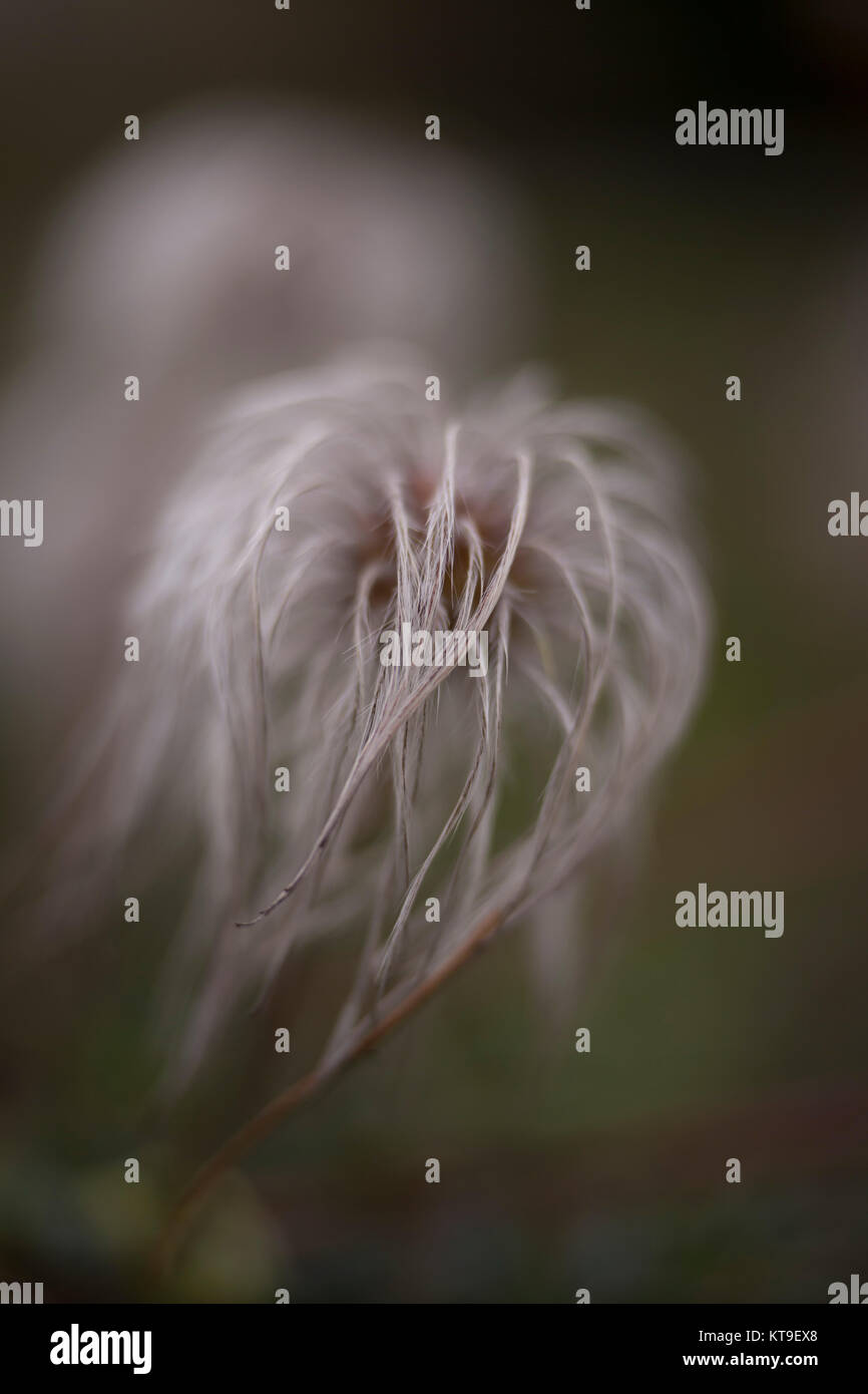 Clematis seedhead Banque D'Images