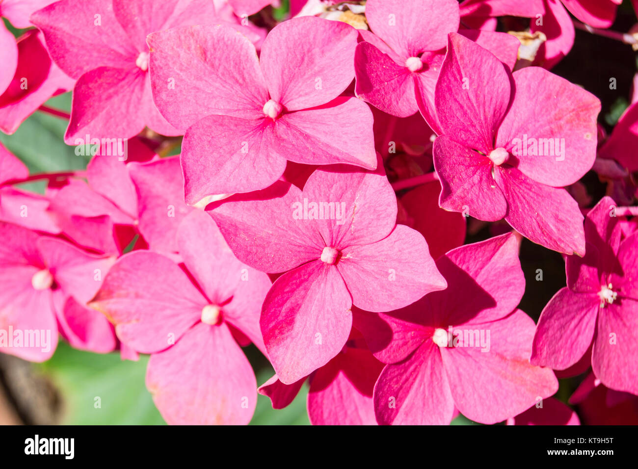 L'Hydrangea flowers Banque D'Images