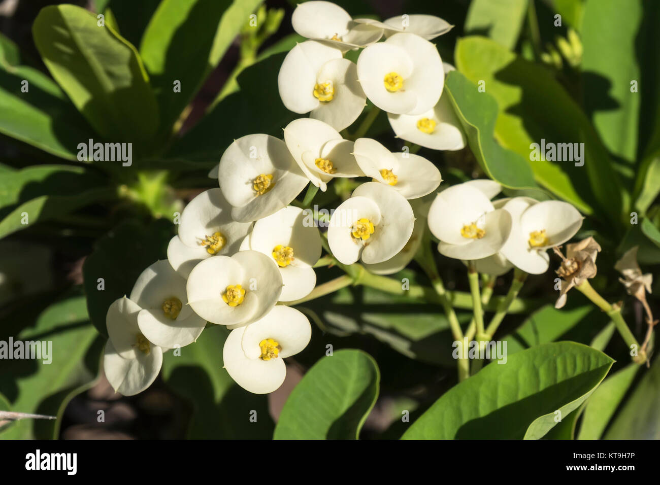 Euphorbia white flowers Banque de photographies et d'images à haute  résolution - Alamy