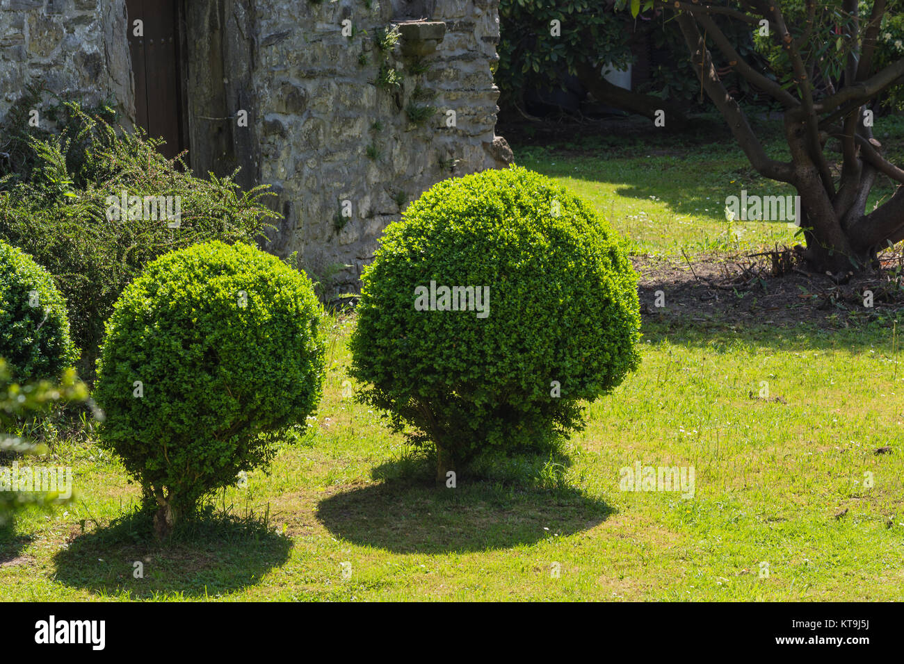 Kleine Lebensbäume oder Thuja en forme geschnitten auf einer Wiese. Banque D'Images