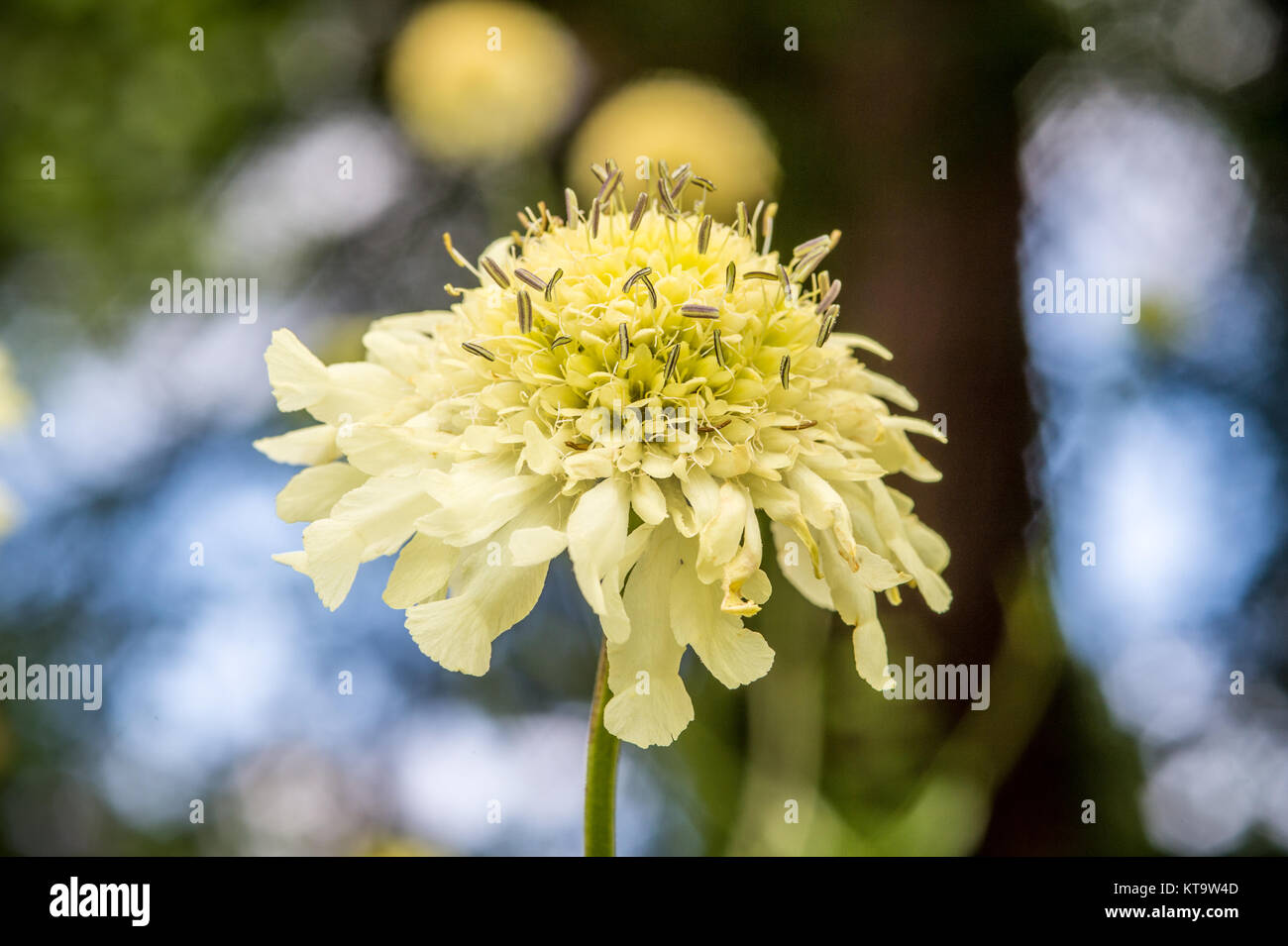 Close up of flower in Richmond, Yorkshire, Angleterre Banque D'Images