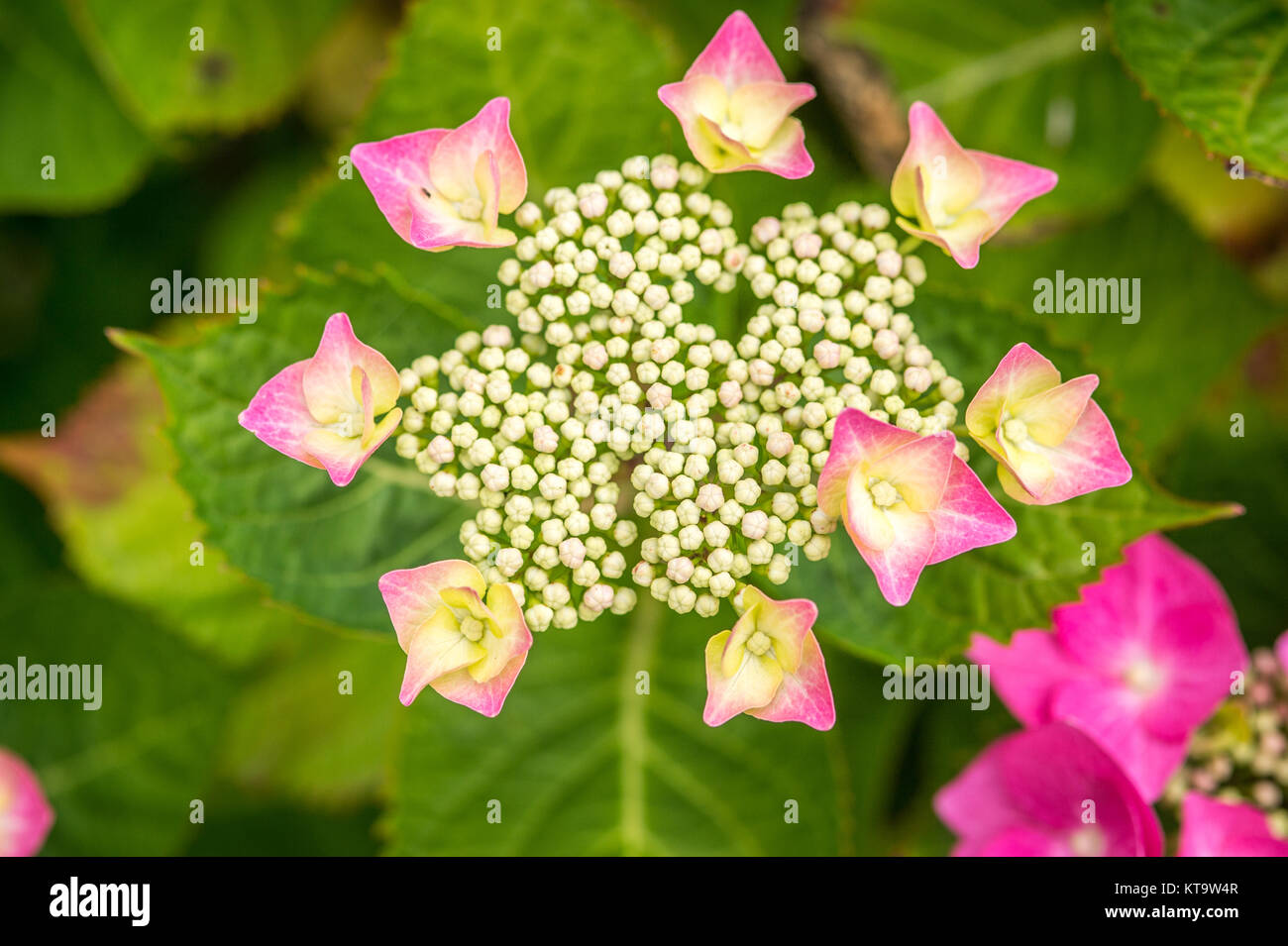 Close up of flower bourgeonnant, Richmond, Yorkshire, Angleterre Banque D'Images