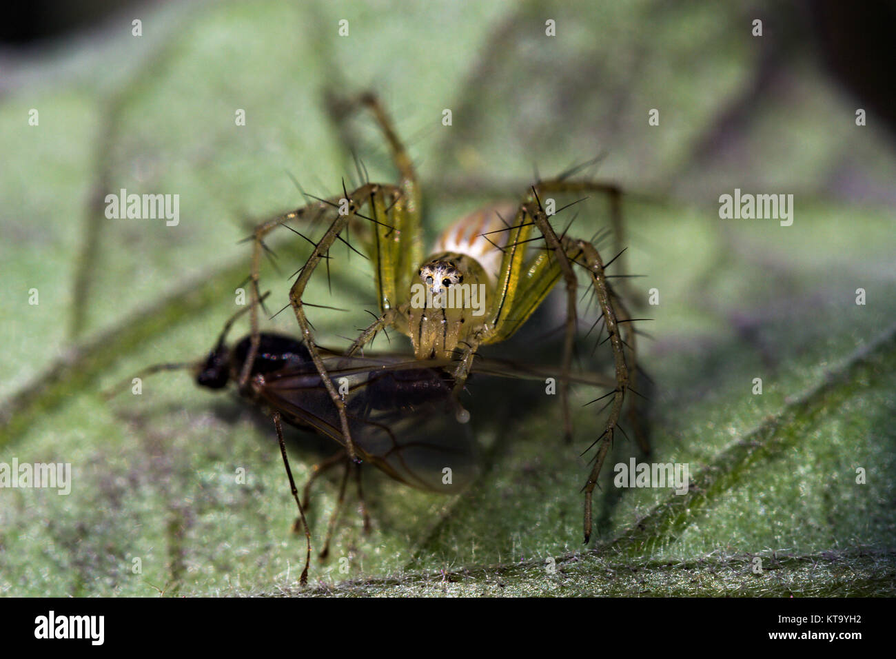 Araignée Lynx avec sa proie Banque D'Images