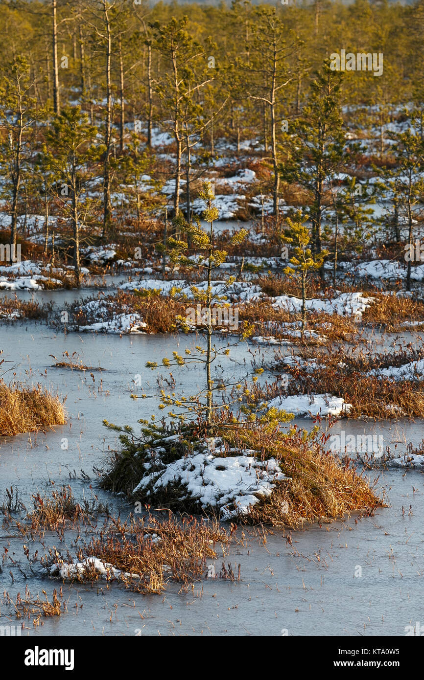 Petites pines sur un marais en hiver Banque D'Images