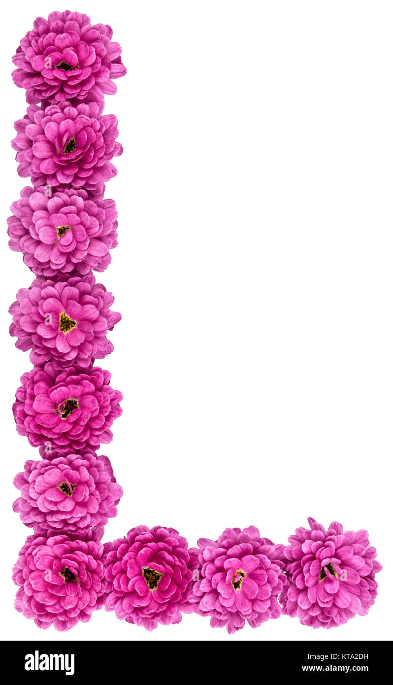 Lettre L, l'alphabet des fleurs de chrysanthème, isolé sur fond blanc Banque D'Images