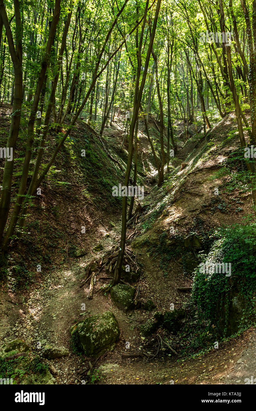 Belle forêt de hêtres au printemps Banque D'Images