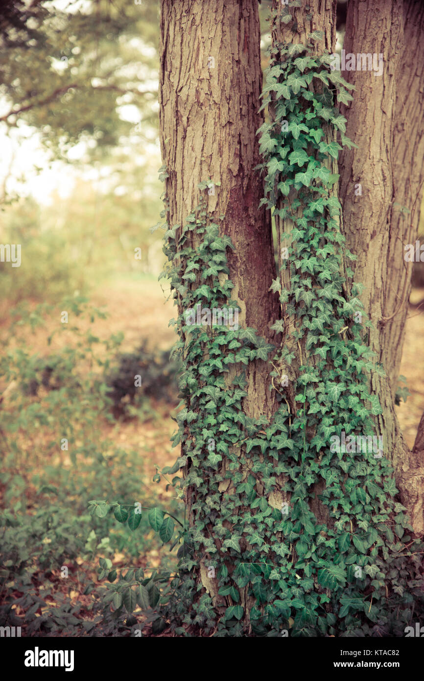 L'image de la nature de l'arbre avec le lierre rampant Banque D'Images