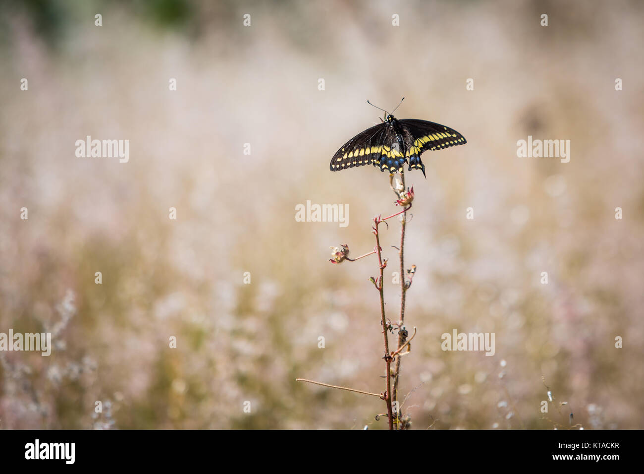 Beau papillon assis sur une fleur sur le terrain Banque D'Images