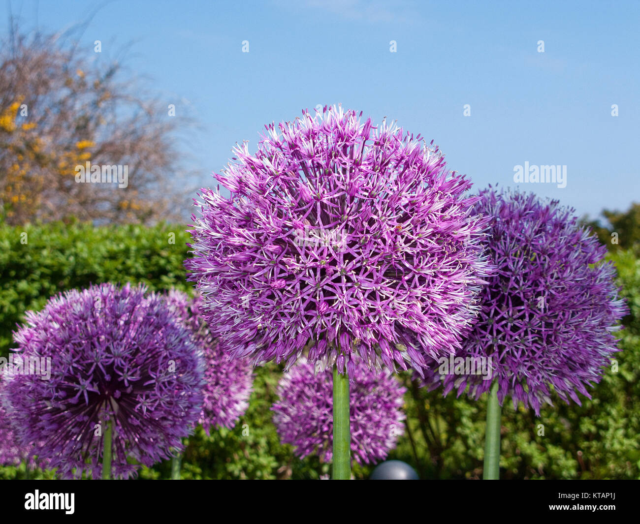 Fleurs d'Allium (Allium giganteum) à la promenade de la plage de Binz, Ruegen island, Mecklembourg-Poméranie-Occidentale, de la mer Baltique, l'Allemagne, de l'Europe Banque D'Images
