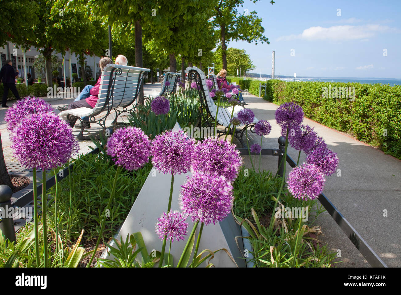 Fleurs d'Allium (Allium giganteum) à la promenade de la plage de Binz, Ruegen island, Mecklembourg-Poméranie-Occidentale, de la mer Baltique, l'Allemagne, de l'Europe Banque D'Images