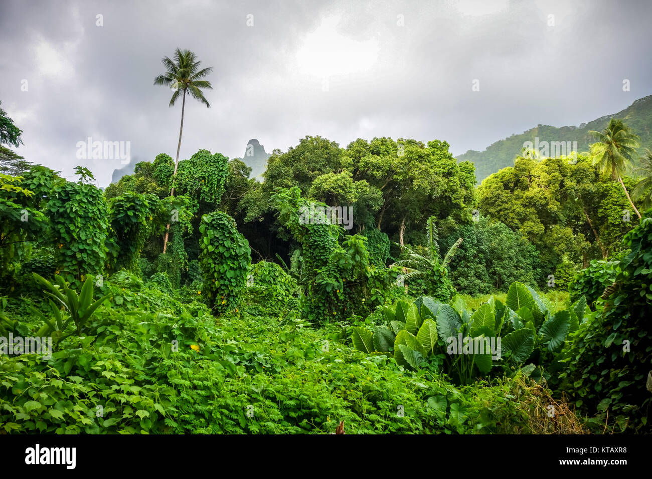 La jungle et les montagnes de l'île de Moorea paysage Banque D'Images