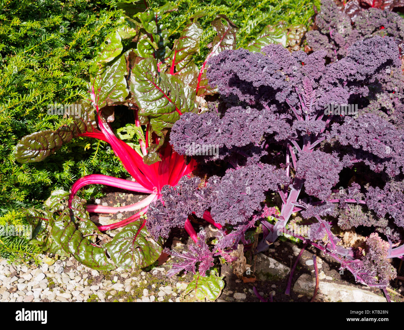 De blettes et kale violet dans un jardin potager Banque D'Images